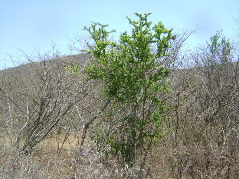 Acacia bilimekii